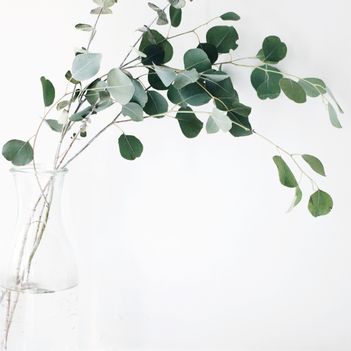 Grener med grønne blad i en vase med vann med mye naturlig lys rundt hele vasen